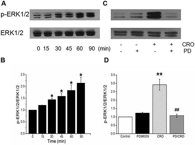 CRO elevates ERK1/2 phosphorylation level in H441 cells, and PD98059 inhibits CRO-induced ERK1/2 phosphorylation.