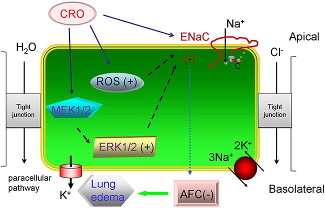 Schematic diagram summarizing the effects of CRO on alveolar fluid transport.