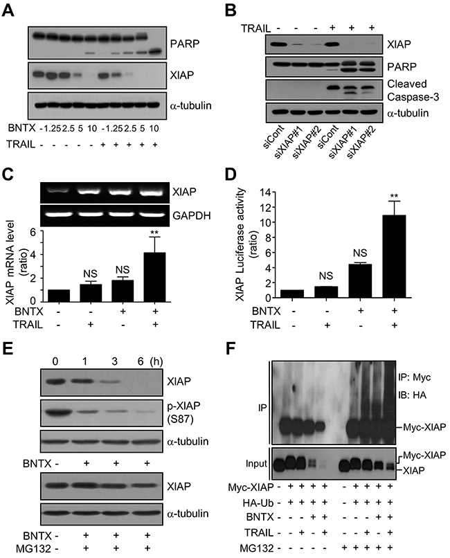BNTX promotes the ubiquitin/proteasome-dependent degradation of XIAP in AsPC-1 cells.