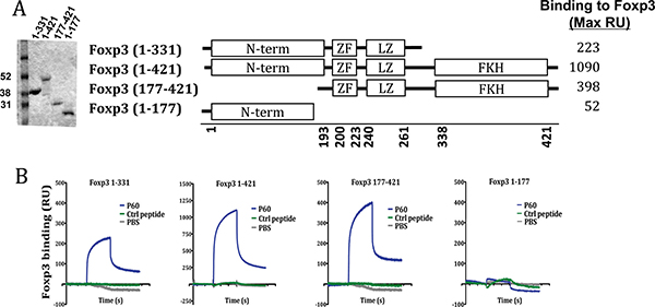 Region of interaction of the FOXP3 inhibitory peptide P60.