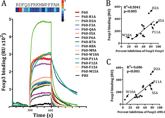 FOXP3 binding of native P60 and each possible point mutation to alanine is measured by SPR.