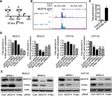 N-Myc up-regulates JMJD1A gene expression by directly binding to the JMJD1A gene promoter.