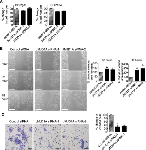 JMJD1A induces neuroblastoma cell migration and invasion.