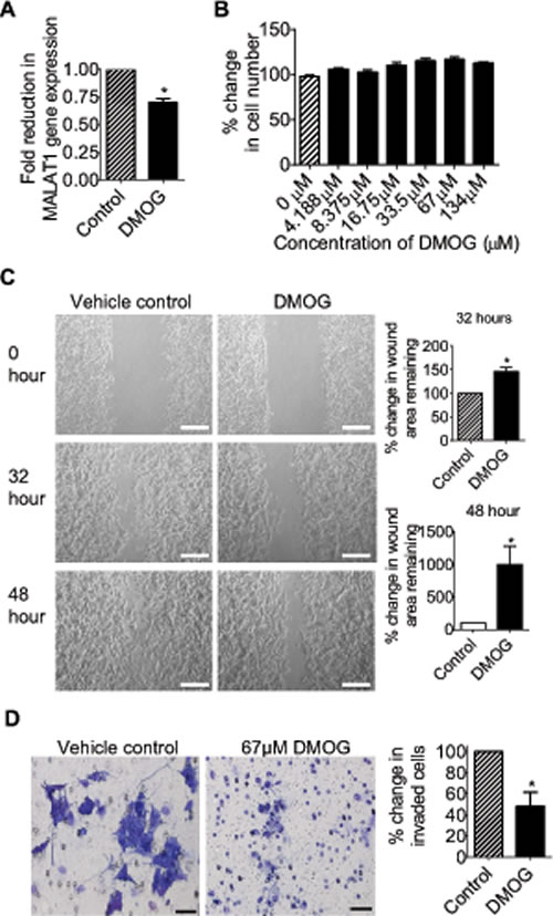 The JMJD1A inhibitor DMOG suppresses neuroblastoma cell migration and invasion.