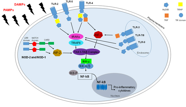 TLRs and NLRs in NF-kB activation.