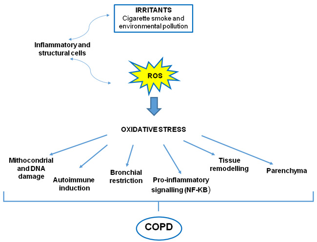 Oxidative stress in COPD.