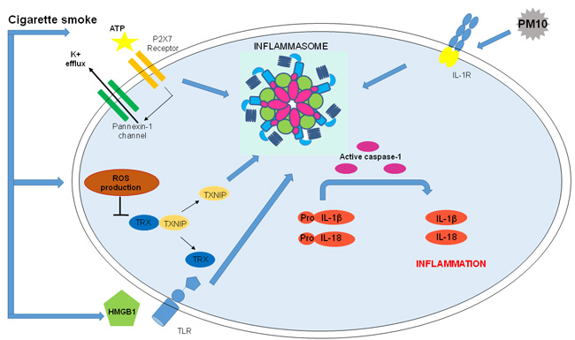 Correlation between COPD and Inflammasome activation.