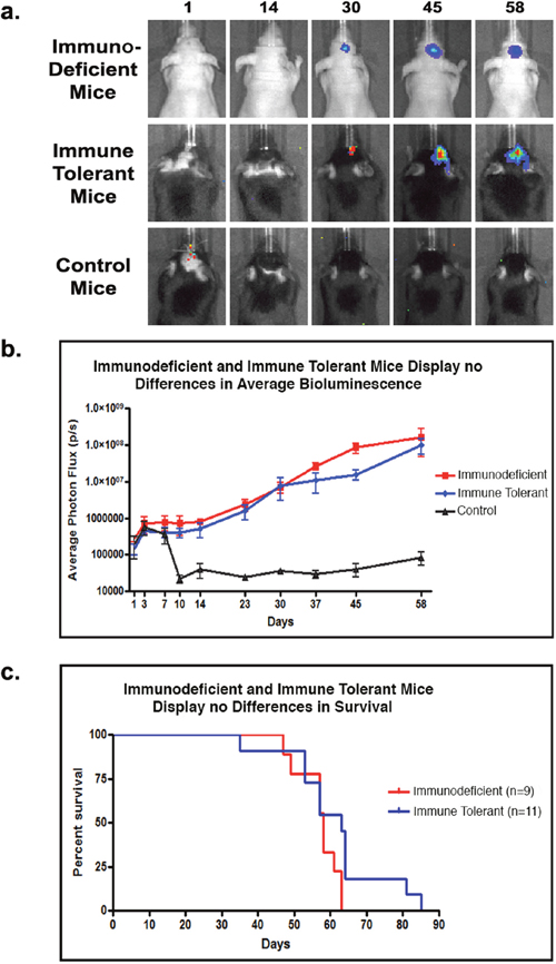 T-cell co-stimulation blockade facilitates human tumor cell engraftment in immune tolerant mice.