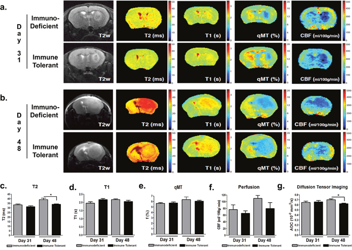 Tumor xenografts in immune tolerant and immunodeficient mice have similar growth characteristics.