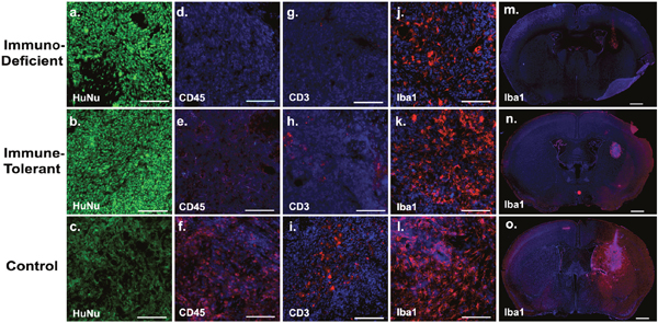 Human xenograft rejection is mediated by T-cells.