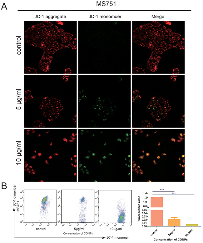 Fluorescence microscopic images of the MS751 cells treated with various concentration of CONPs for 24h.