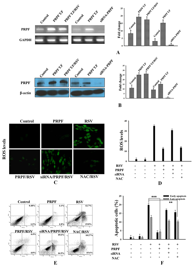 PRPF overexpression inhibits resveratrol-induced apoptosis.