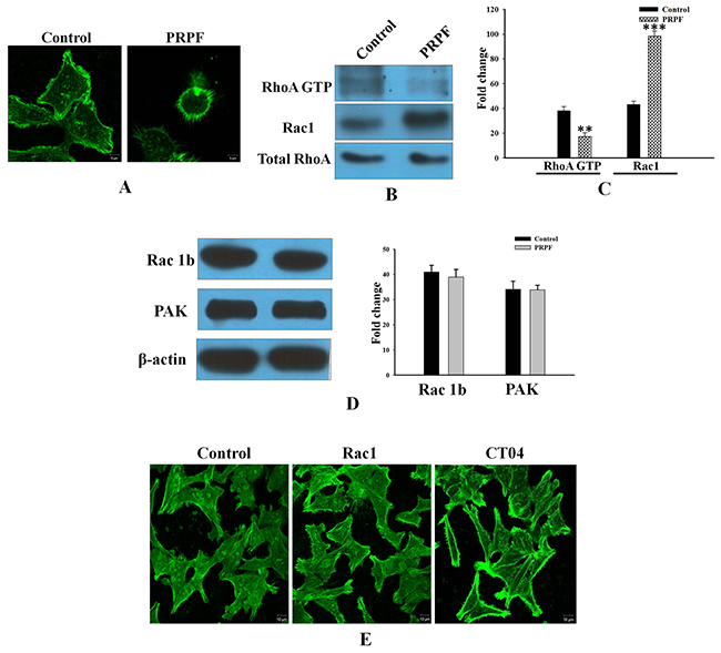 Resveratrol-induced cell death is inhibited by PRPF through activation of cell survival pathways.