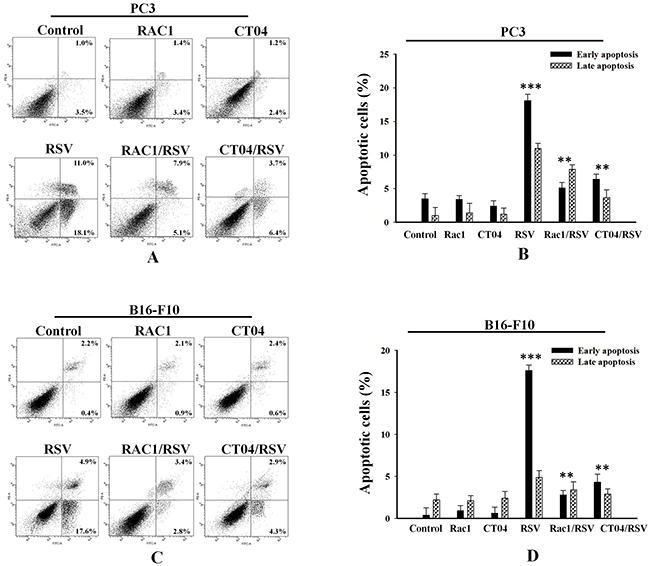 Modulation of Rho family proteins inhibits resveratrol-induced apoptosis in cancer cell lines.