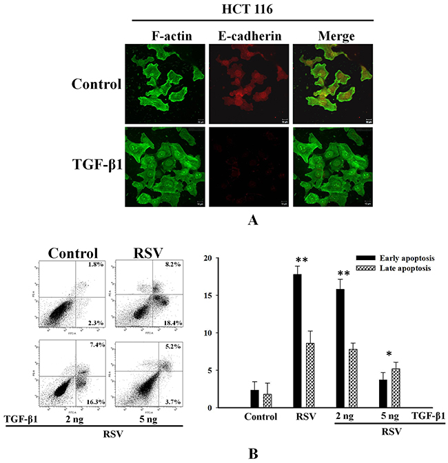 TGF-&#x03B2;1 inhibits resveratrol-induced apoptosis through the induction of EMT in HCT116 cells.