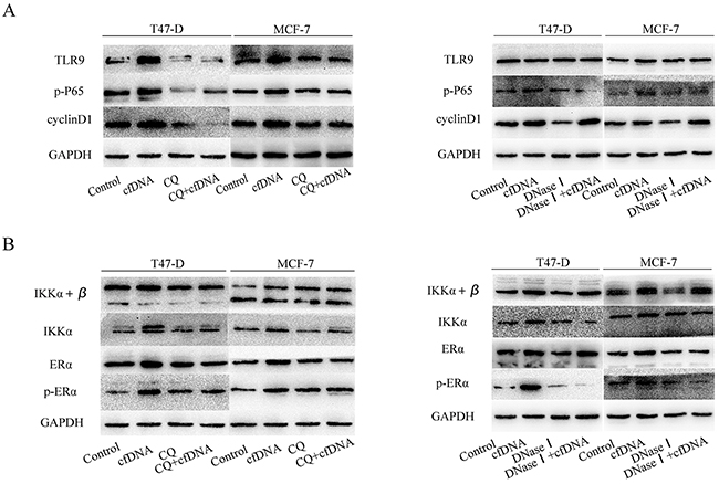 Protein expression levels of TLR9-NF-&#x03BA;B pathway members after the cells were treated with cfDNA.
