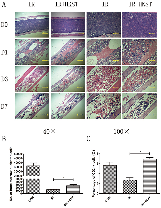 HKST mitigated destructions of bone marrow and increased nucleated cells following irradiation.