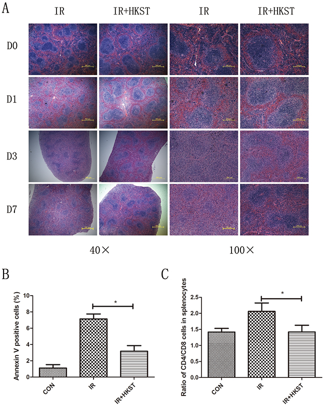 HKST alleviated radiation damages on spleen and immune dysfunction.