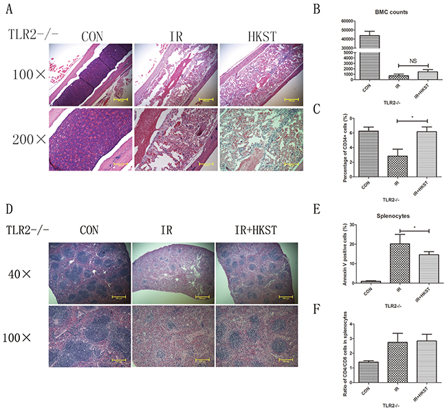Radioprotective effects of HKST were partially dependent on TLR2.