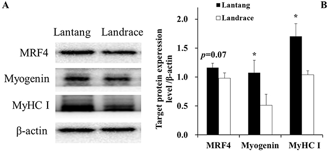 Protein levels of myogenic regulatory factor 4 (MRF4), myogenin, and myosin heavy chain I (MyHC I) in Lantang and Landrace satellite cells (SCs).