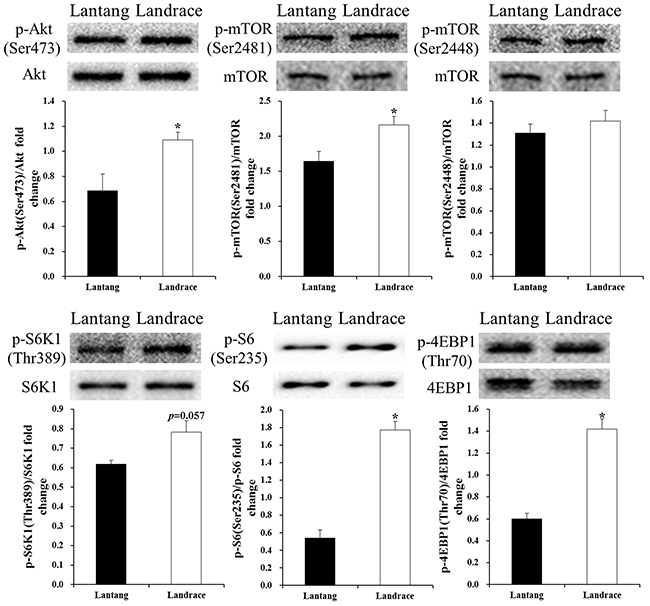 Protein levels of mammalian target of rapamycin (mTOR) pathway regulators in Lantang and Landrace piglet satellite cells (SCs).