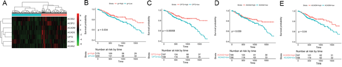 Five-year survival analysis of the 7 fatty acid metabolism-associated genes in the TCGA CRC dataset.