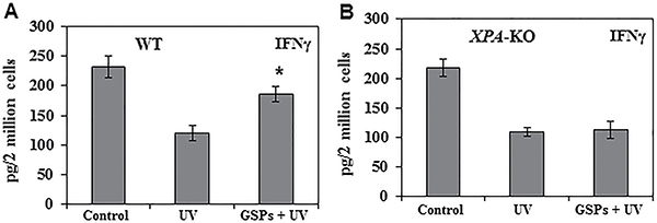Dietary GSPs stimulate the production of IFN&#x03B3; by UV-induced Treg cells (CD4+ CD25+ cells) in mice.
