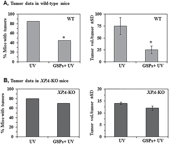 Effect of dietary GSPs on photocarcinogenesis.