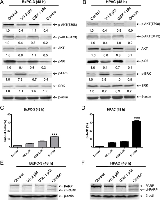 Inhibition of MEK abrogates VS-5584-induced phosphorylation of ERK, but substantially enhances VS-5584-induced cell death in a cell line-selective fashion.