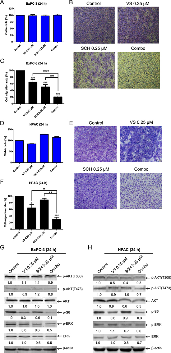 Combined ERK inhibition and VS-5584 treatment decreases migration of PDAC cell lines.