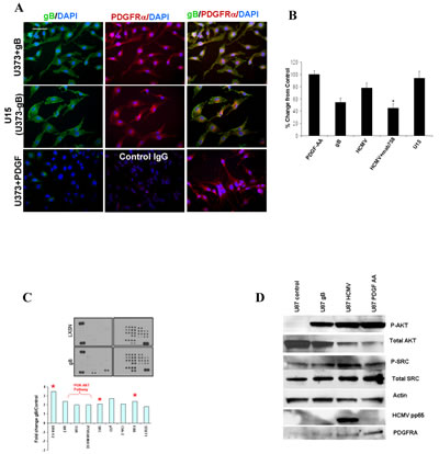 HCMV gB ectopic expression induces activation of the phospho-PDGFR&#x3b1;-PI3K-AKT pathway in human glioblastoma cells.