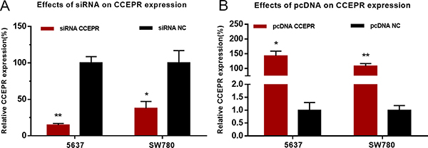 Effects of corresponding siRNA or pcDNA on CCEPR expression level.