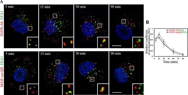 Immuno-co-localization of EGFR and bEGF-savQD with EEA1.