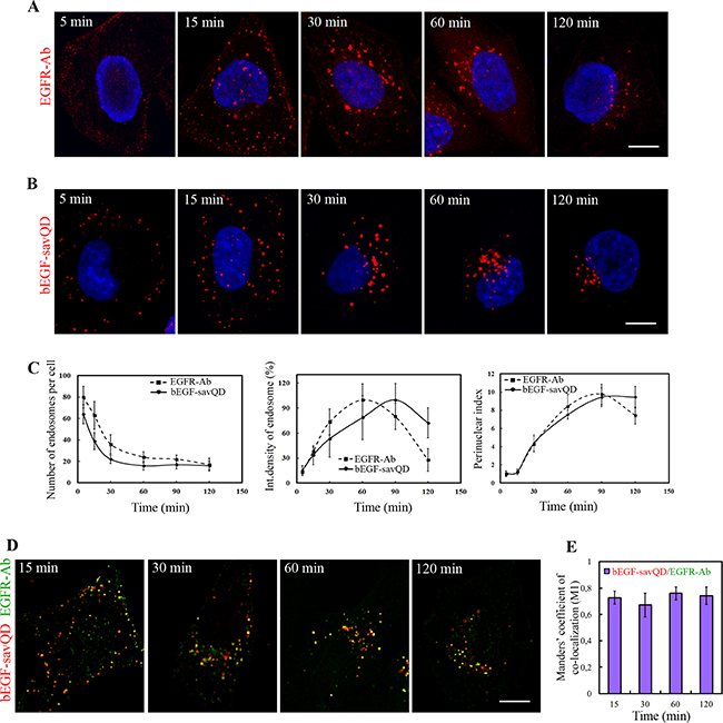 Time-dependent imaging of EGFR and EGF-QDs distribution in HeLa cells.