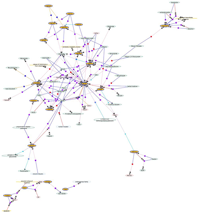 The network of up-regulated differentially expressed genes in liver tissue of GK rats.