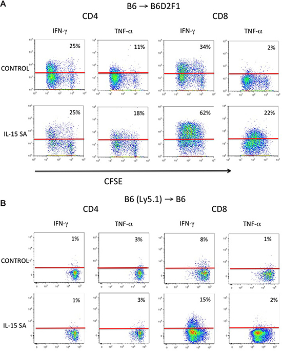 IL-15SA administration increases cytokine secretion and proliferation of CD8+ T cells in recipients of CFSE labeled T cells.