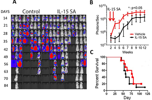 IL-15SA delays A20 lymphoma cells growth in recipients of HSCT.