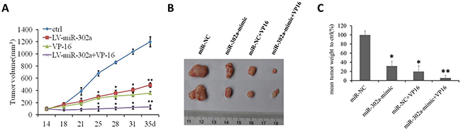 MiR-302a sensitizes xenograft tumors to a chemotherapeutic drug in vivo.