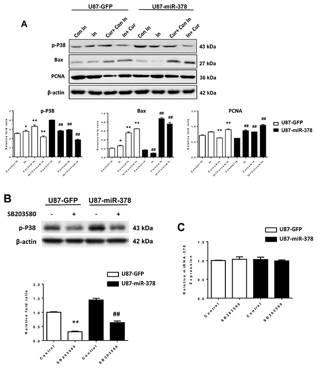 MiR-378 enhanced the sensitivity of curcumin treatment in U87 cells by p38 signaling pathway.