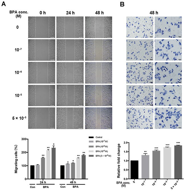 Migration of HTR-8/SVneo cells treated with different concentrations of BPA.