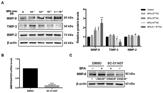 MMP-9, TIMP-3 and MMP-2 expression in HTR-8/SVneo cells exposed to BPA.