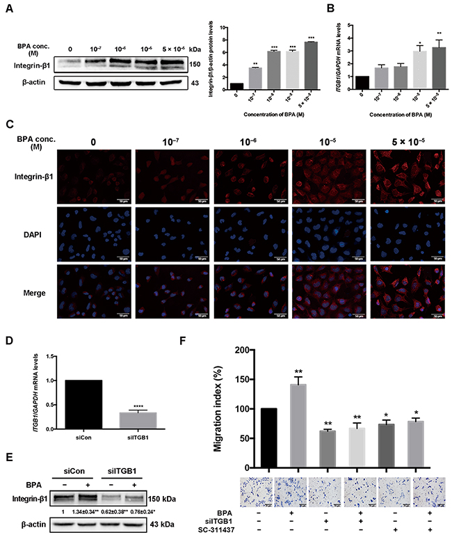 Integrin-&#x03B2;1 (ITGB1) expression in HTR-8/SVneo cells treated with BPA.