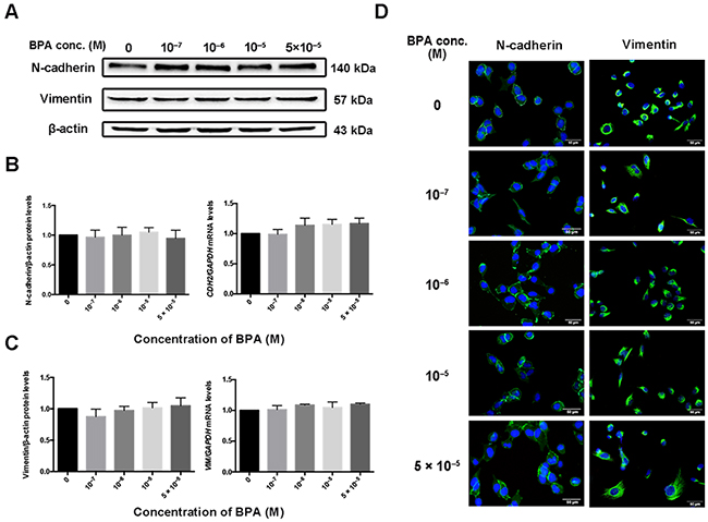 Expression of CDH2 and VIM in HTR-8/SVneo cells exposed to BPA.