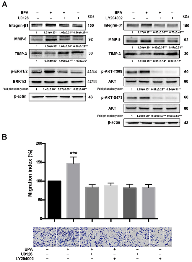 BPA-stimulated HTR-8/SVneo cell migration, MMP-9 and integrin-&#x03B2;1 upregulation, as well as MAPK and PI3K signaling pathways activation.