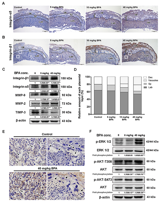 BPA-induced impaired placentation, upregulation of integrins and MMPs as well as activation of MAPK and PI3K signaling pathways in mice.