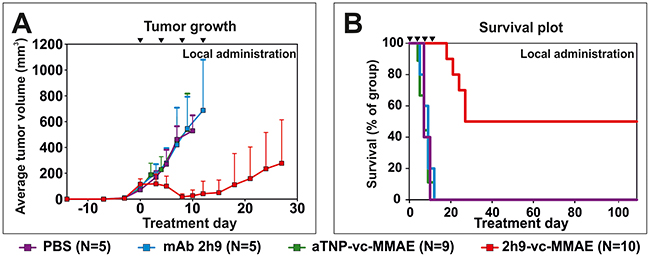 Treatment of tumors in vivo: Subcutaneous U937 tumors subjected to local administration of 2h9-vc-MMAE.