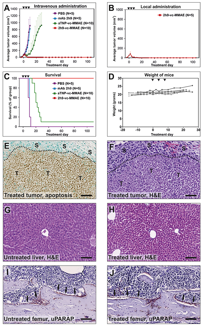 Treatment of tumors in vivo: Eradication of subcutaneous U937 tumors by intravenous administration of 2h9-vc-MMAE.