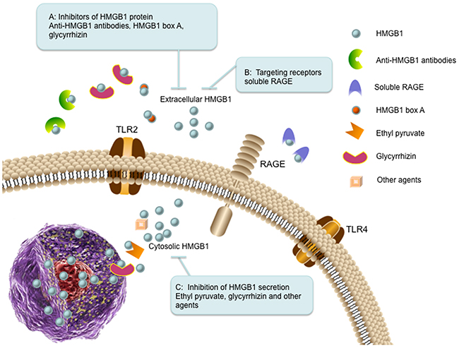 The therapeutic strategies targeting HMGB1 in cancer.