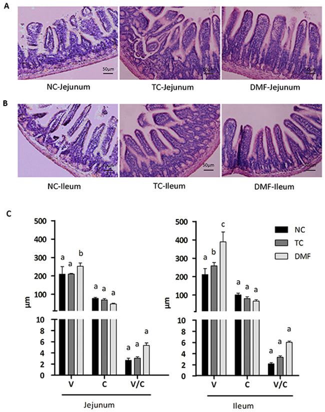 The effect of DMF on the intestinal mucosal morphology.