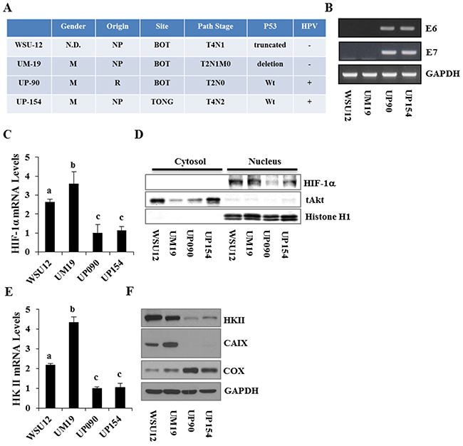 Characterization and differential expression of metabolism regulators between HPV-negative and HPV-positive HNSCC cell lines.